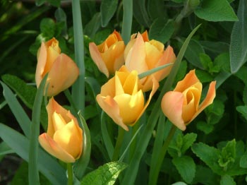 Tulipa batalinii 'Apricot Jewel' bestellen